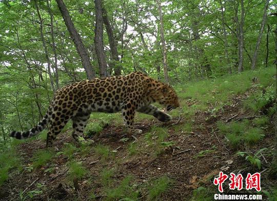 吉林山庄出现野生豹