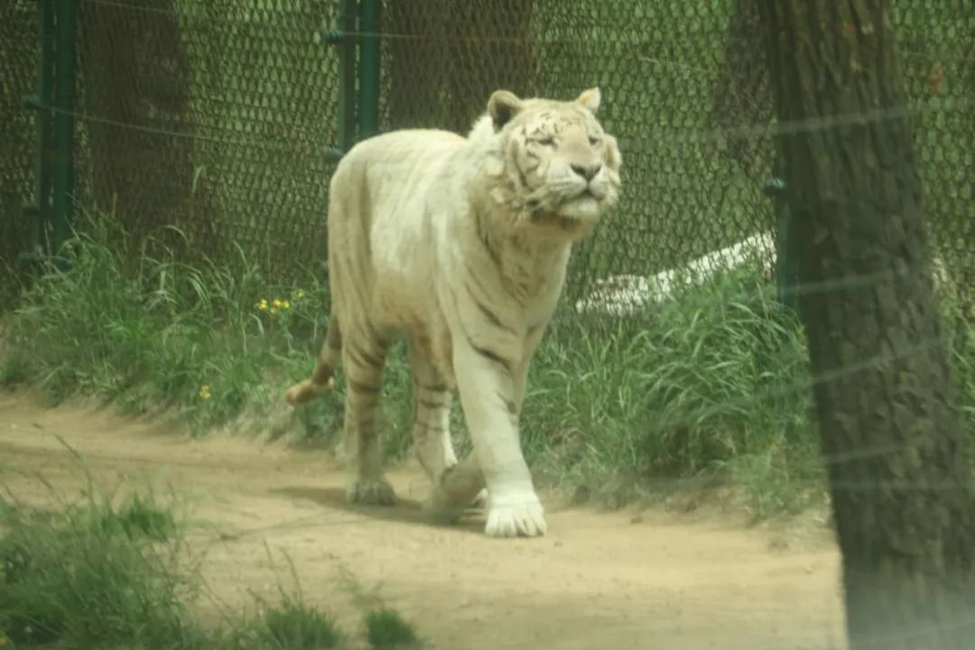 广州动物园猛兽区，探秘猛兽的世界_解答解释落实