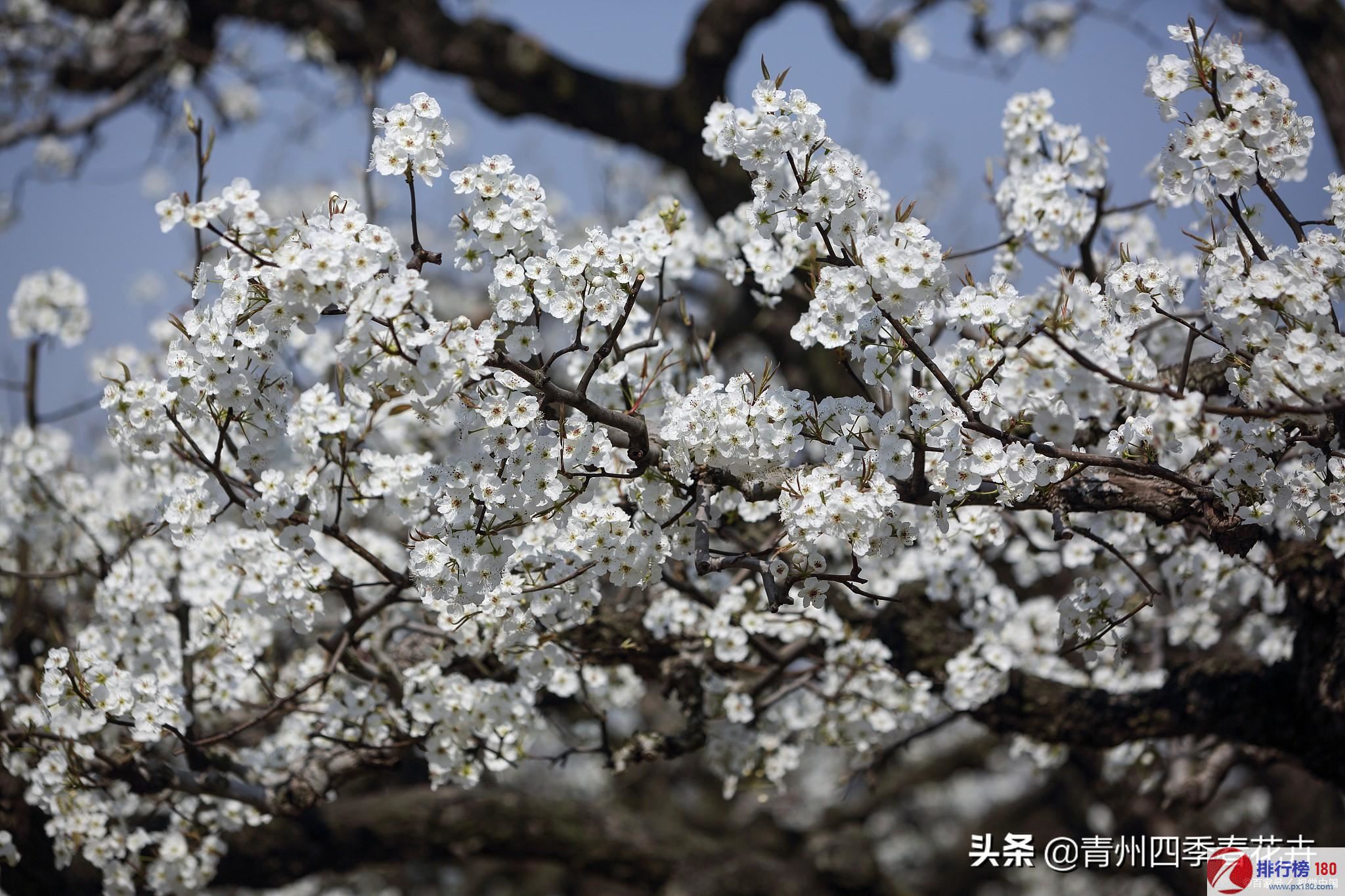 梨花属于什么生肖,知识解答_高级款21.538