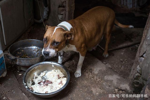 学生食用狗食桶剩菜，一场关于价值观与教育的深度探讨_动态词语解释落实