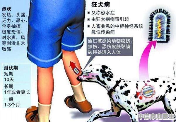 狗咬几年后狂犬病发作，深度解析与预防策略_科普问答