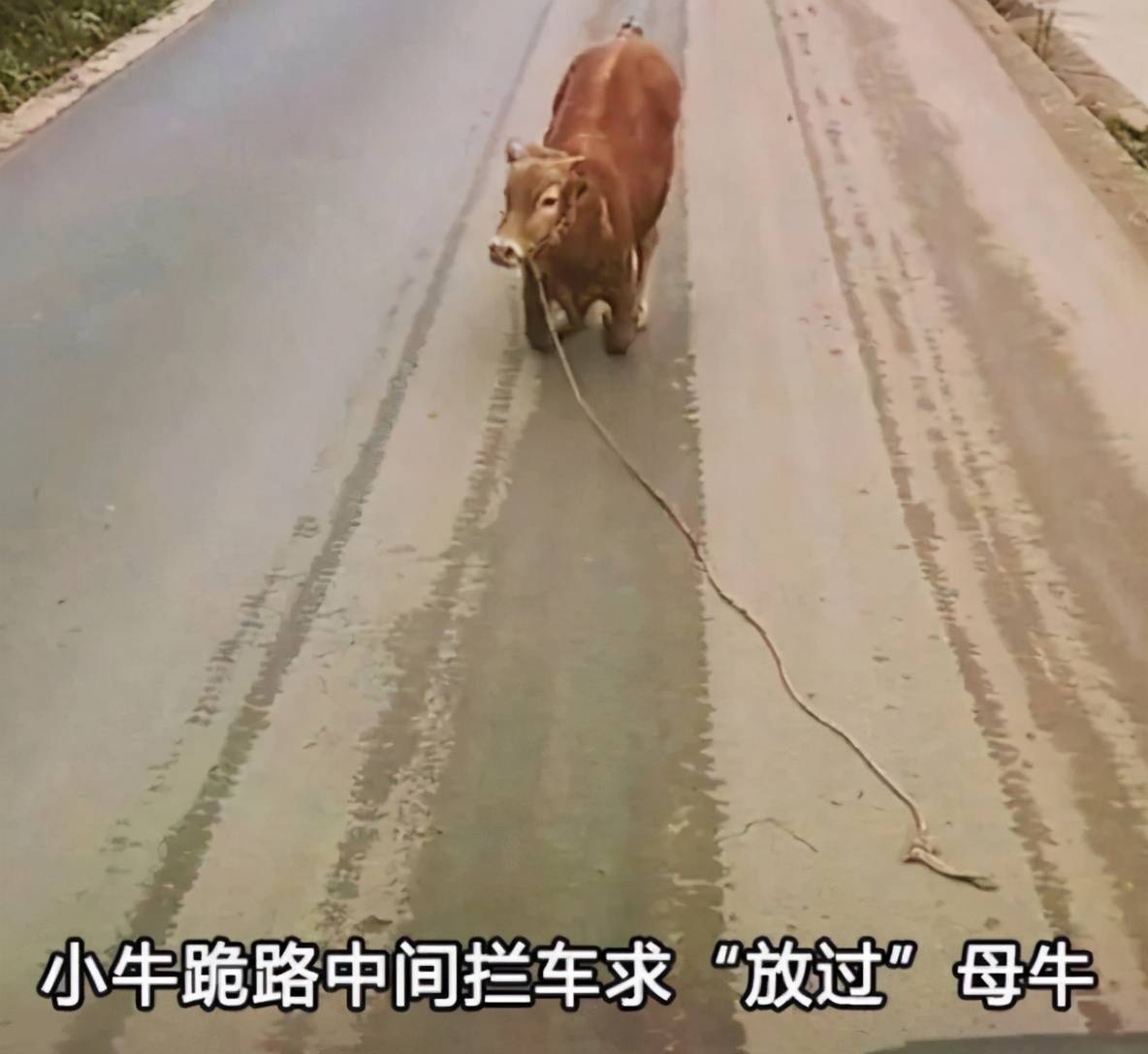 母牛遭宰杀皮被放一旁，小牛下跪哭泣，生命的悲歌与反思