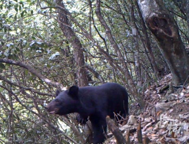 猴群下山闹剧，50多只野猴偷菜大作战