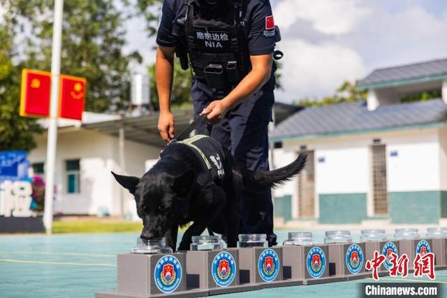 云南一警犬连续四周遭基地点名，通报背后的故事