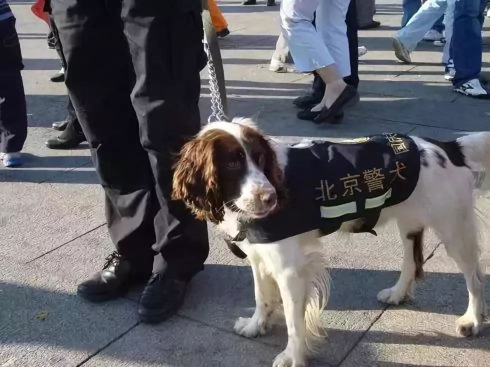 警犬幺幺零连续4周被通报