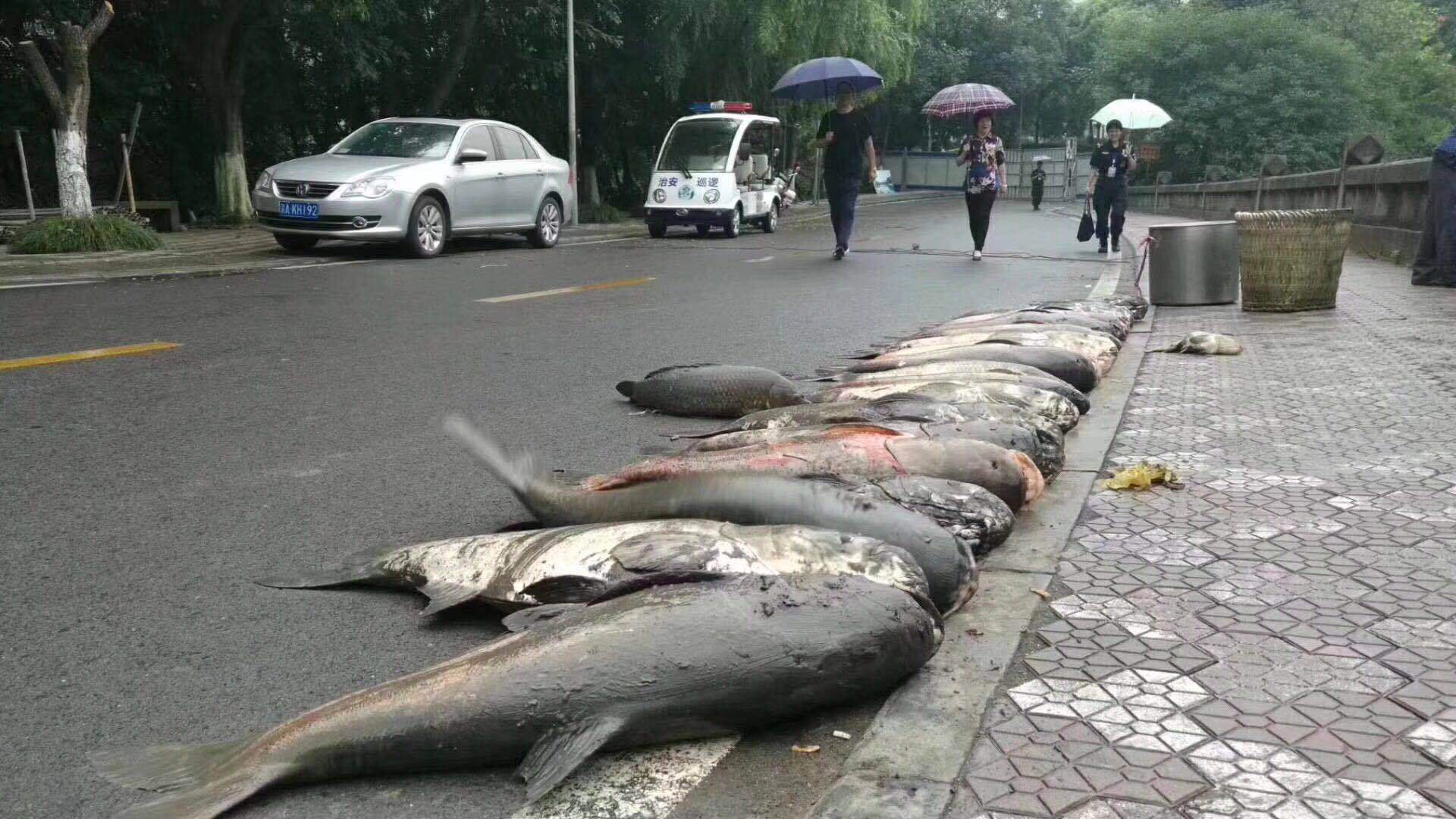 重庆观音桥步行街观赏鱼大片死亡的背后故事