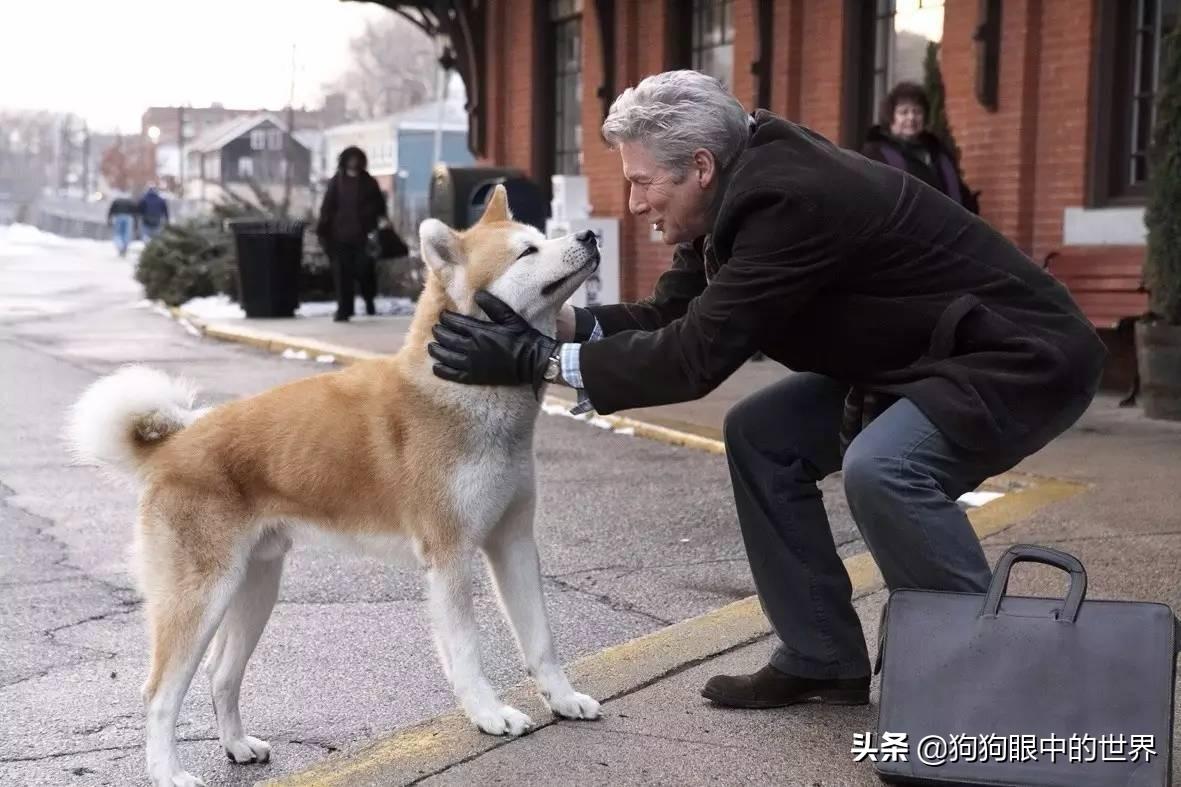 老人疑遭犬撕咬去世，社会反思与行动呼吁