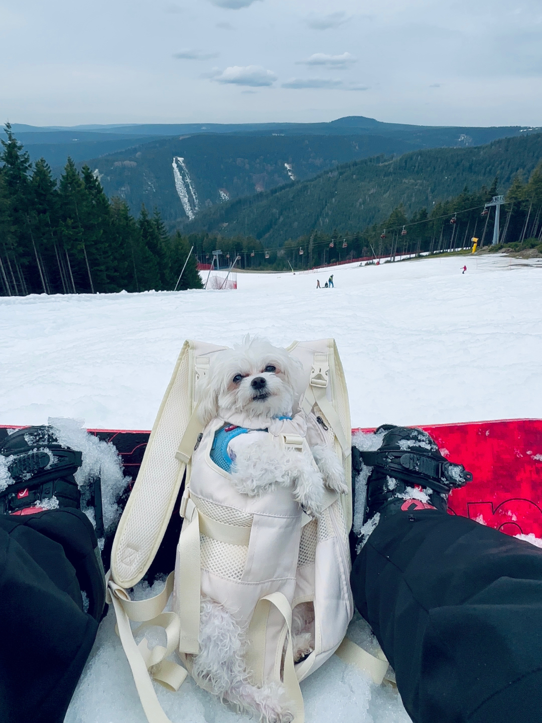 狗狗滑雪记，踩上女生身上的奇妙旅程