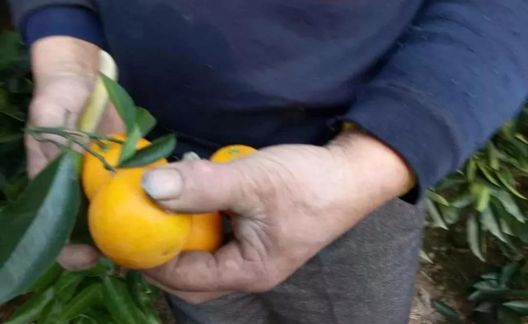 男生卖冰糖葫芦遭遇蜜蜂严选，一幕趣味横生的街头喜剧