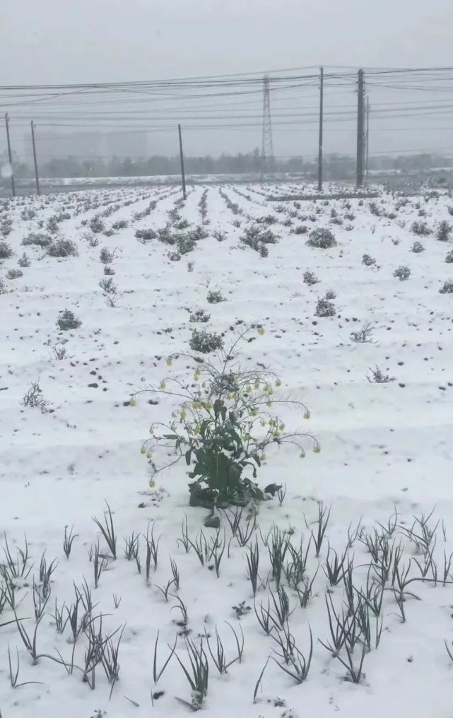 河南多地降下鹅毛大雪，一场突如其来的冬日盛宴