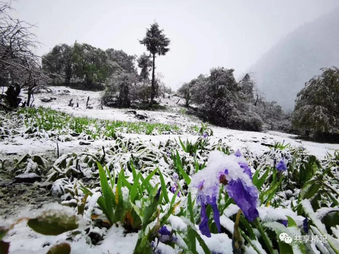 云南雨崩景区突发雪崩，游客惊险尖叫躲避成爆款新闻