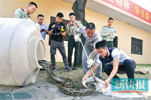 惊魂！3米巨蟒带伤藏身居民花园，生死未卜引发全民关注！